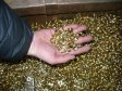Завод Галлоп: заготовительный участок горячештамповочного цеха. Цех автоматной механической обработки