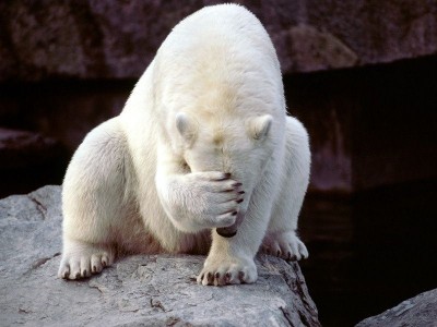 Подзкажите маркировку / white-bear-shameful.jpg
75.85 КБ, Просмотров: 4438