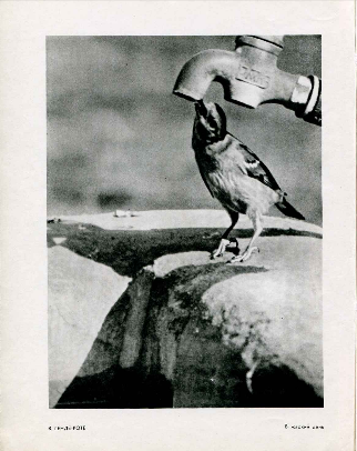 Re: Кто узнает производителей? / Армторг. Журнал Советское фото, 1957, №8, стр. 50 из 98. Фото3.bmp
383.85 КБ, Просмотров: 46864