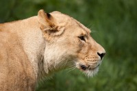 Re: Кто узнает производителей? / lvica-koshka-morda-profil.jpg
407.71 КБ, Просмотров: 37625